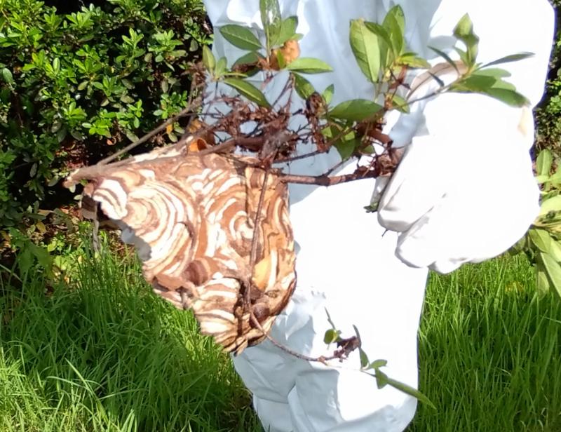 無事駆除しました!!駆除作業には万全な準備が必要です。