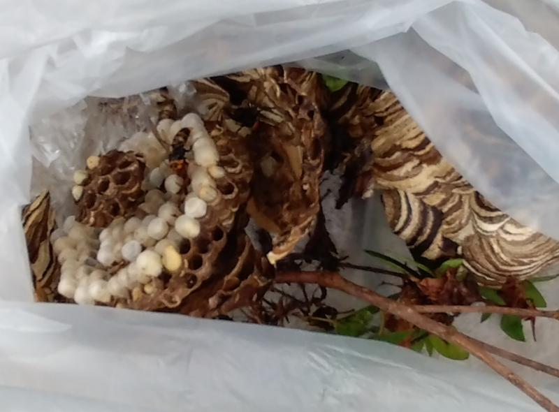 駆除したハチの巣の内部です。成虫、幼虫が確認できます。