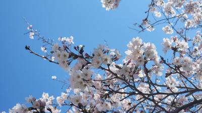 ご家族様へ：面会再会のお知らせ