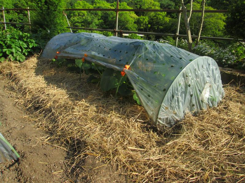 畑作業ボランティアさんの野菜作りを見学 Vol. 2