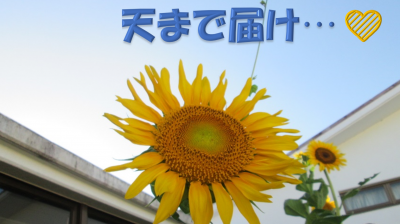 松籟荘 ひまわり娘