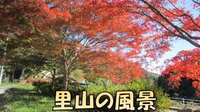紅葉ドライブ　～地元を満喫～
