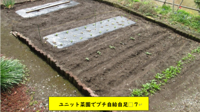 続　ユニット菜園でプチ自給自足７