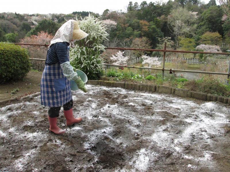 続 ユニット菜園でプチ自給自足7