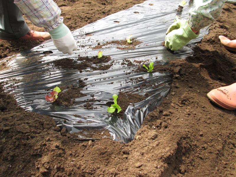続 ユニット菜園でプチ自給自足7
