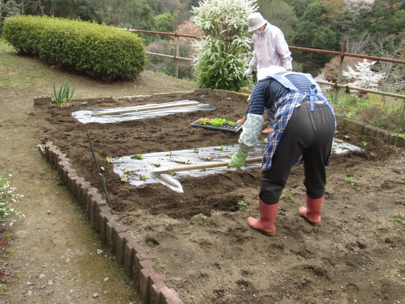 続 ユニット菜園でプチ自給自足7