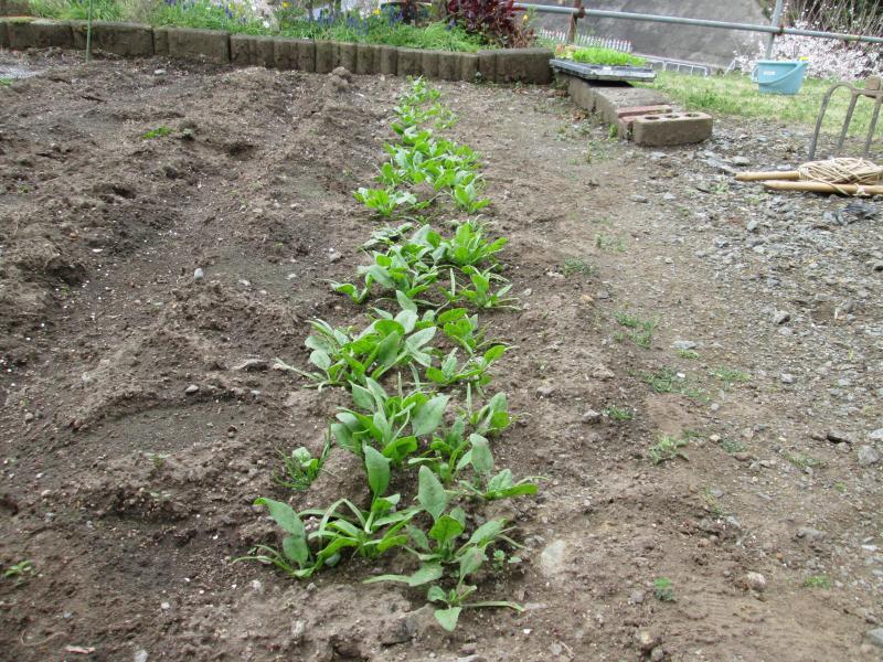 続 ユニット菜園でプチ自給自足7
