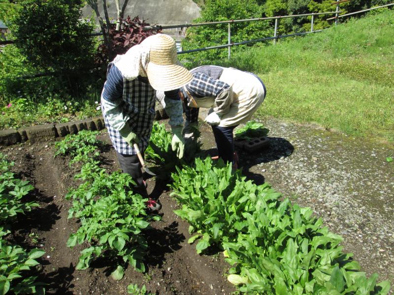 ユニット菜園でプチ自給自足9
