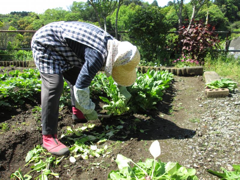 ユニット菜園でプチ自給自足9