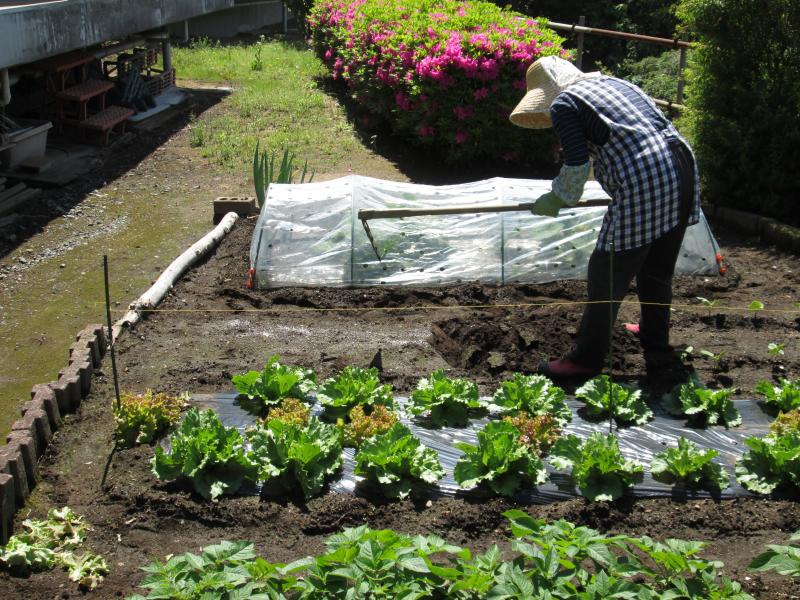 ユニット菜園でプチ自給自足9