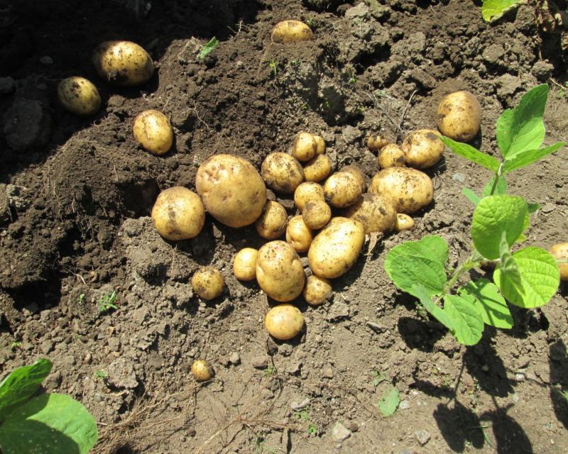 ユニット菜園プチ自給自足１０