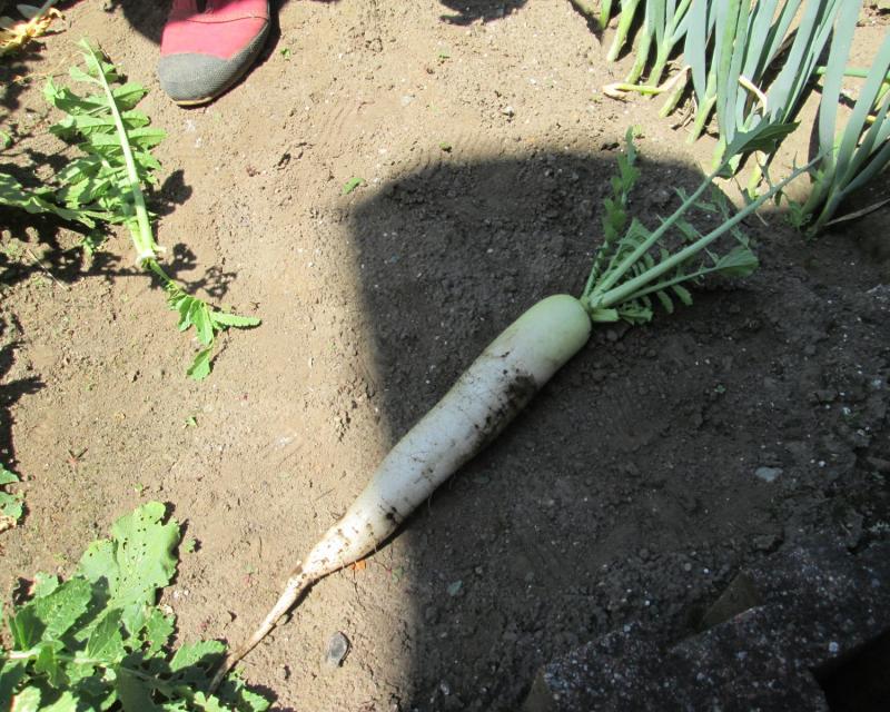 ユニット菜園プチ自給自足１０