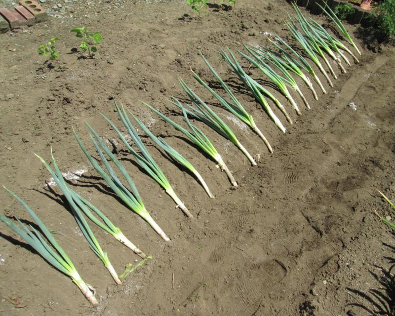 ユニット菜園プチ自給自足１０