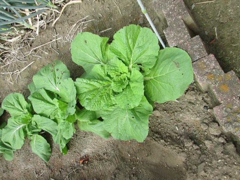 ユニット菜園 プチ自給自足12