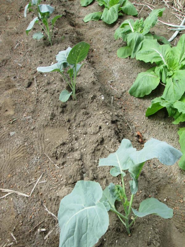 ユニット菜園 プチ自給自足12