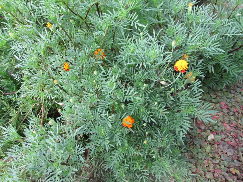 ユニット菜園 プチ自給自足12