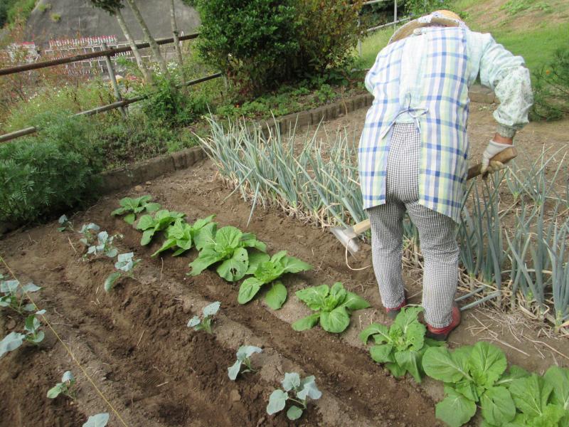 ユニット菜園 プチ自給自足12