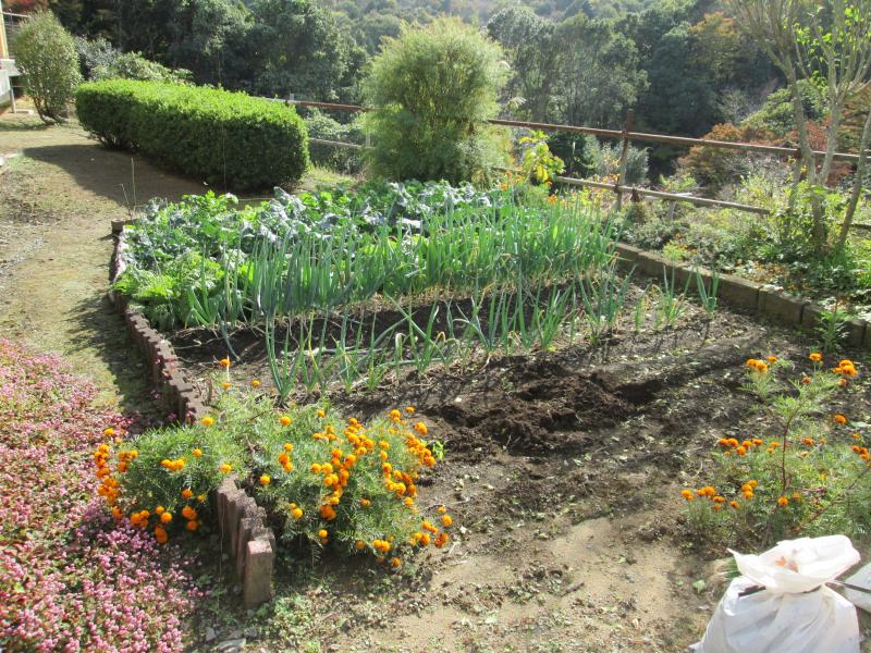 『ユニットプチ菜園　１３』