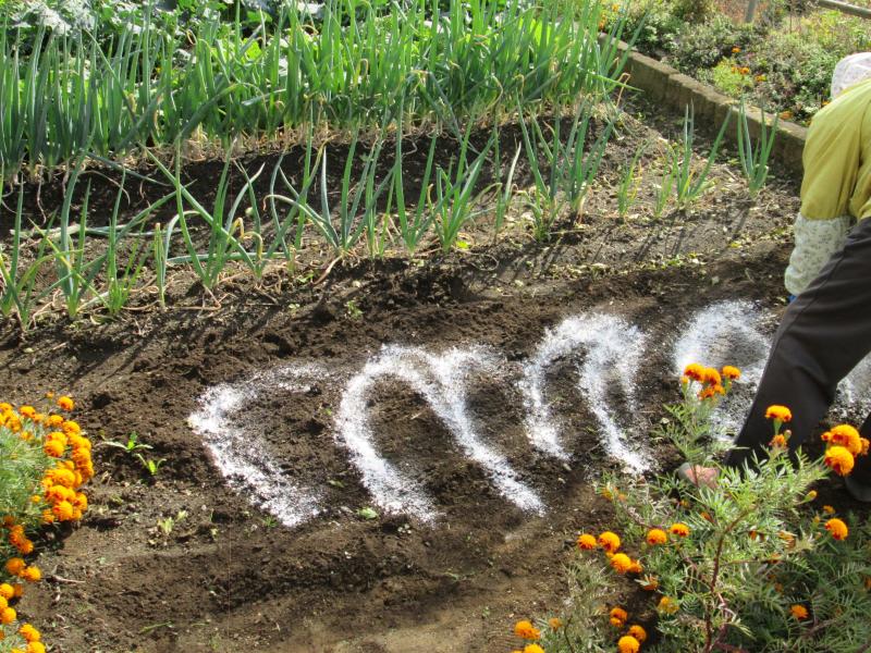 『ユニットプチ菜園　１３』