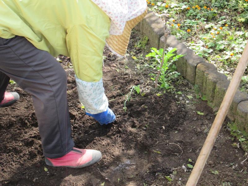 『ユニットプチ菜園　１３』