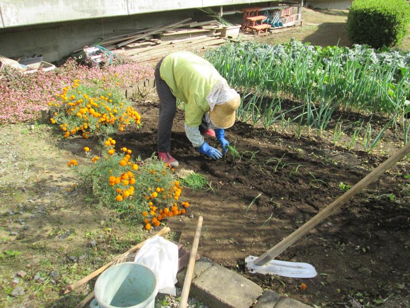 『ユニットプチ菜園　１３』