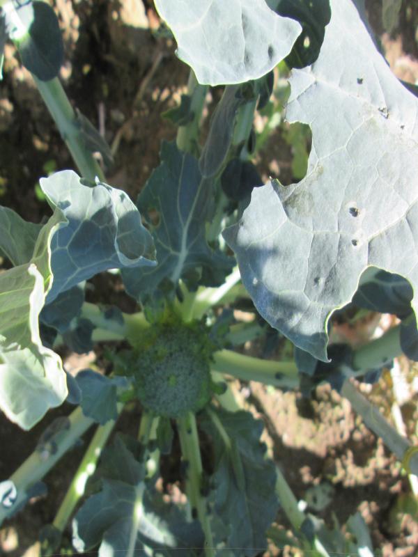 『ユニットプチ菜園　１３』