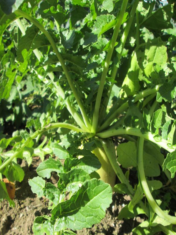 『ユニットプチ菜園　１３』