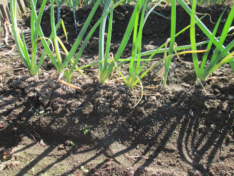 『ユニットプチ菜園　１３』