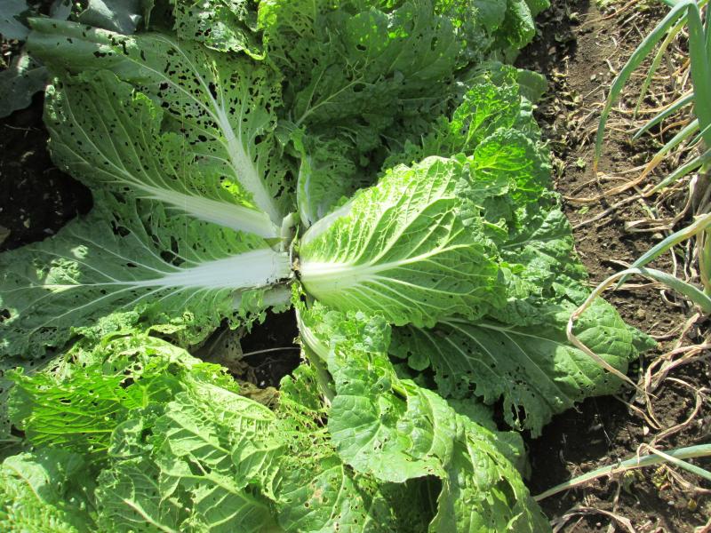 『ユニットプチ菜園　１３』