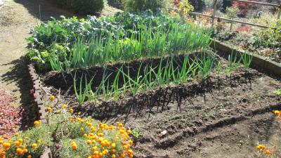 『ユニットプチ菜園　１３』