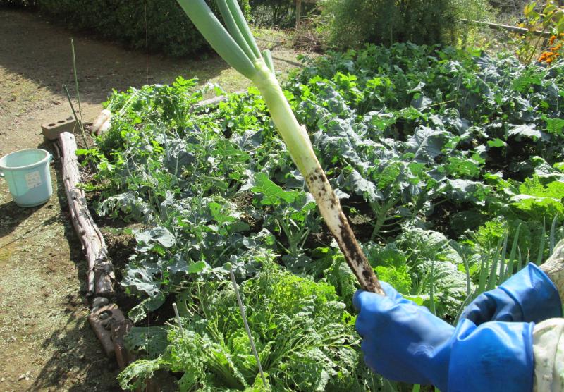 『ユニットプチ菜園　１３』