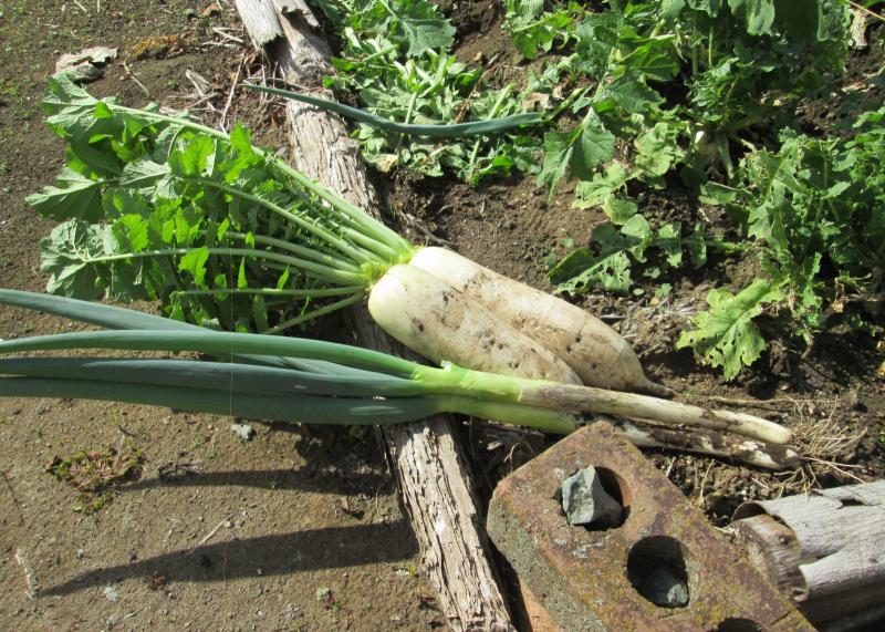 『ユニットプチ菜園　１３』