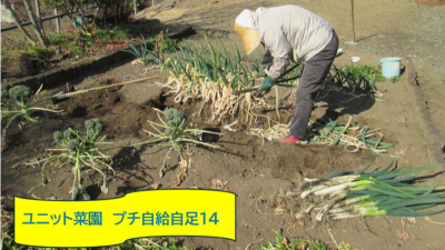 『ユニットプチ菜園 14』