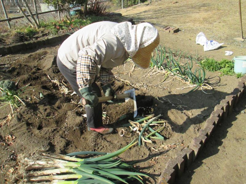 『ユニットプチ菜園　１４』