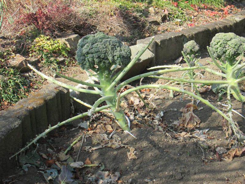 『ユニットプチ菜園　１４』