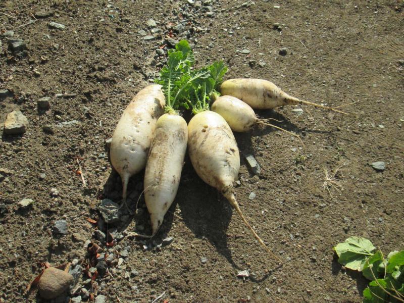 『ユニットプチ菜園　１４』