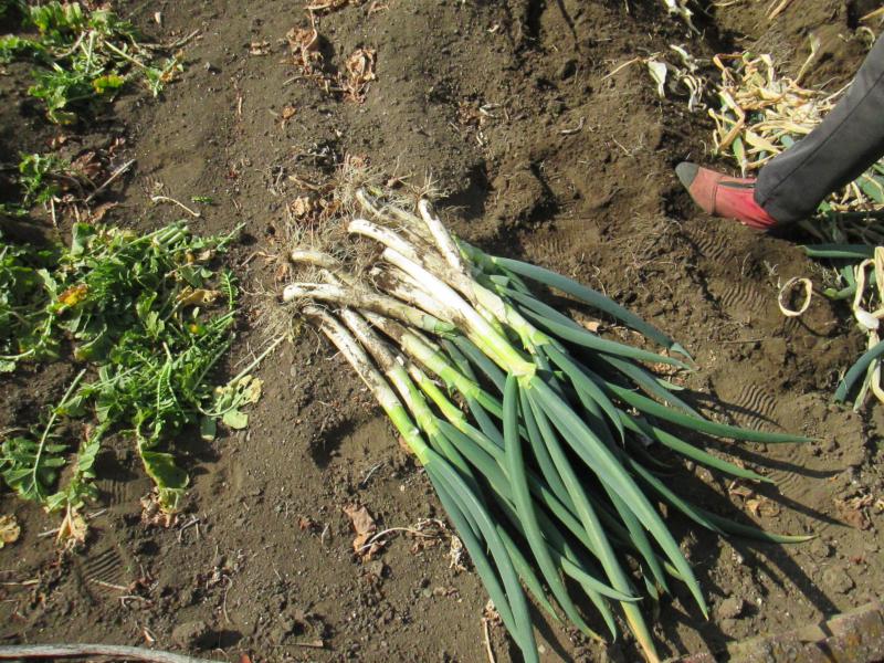 『ユニットプチ菜園　１４』