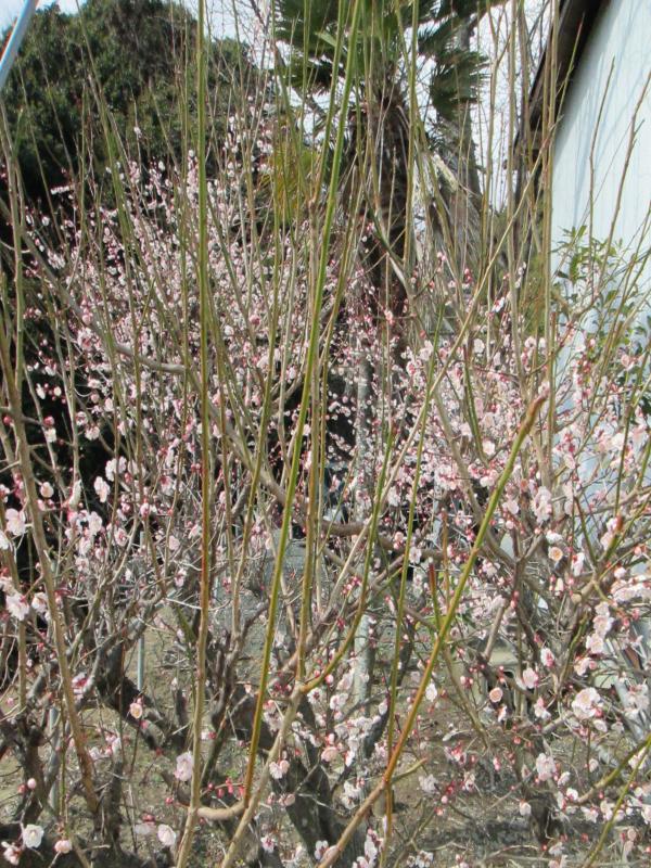 『ユニットプチ菜園　１４』