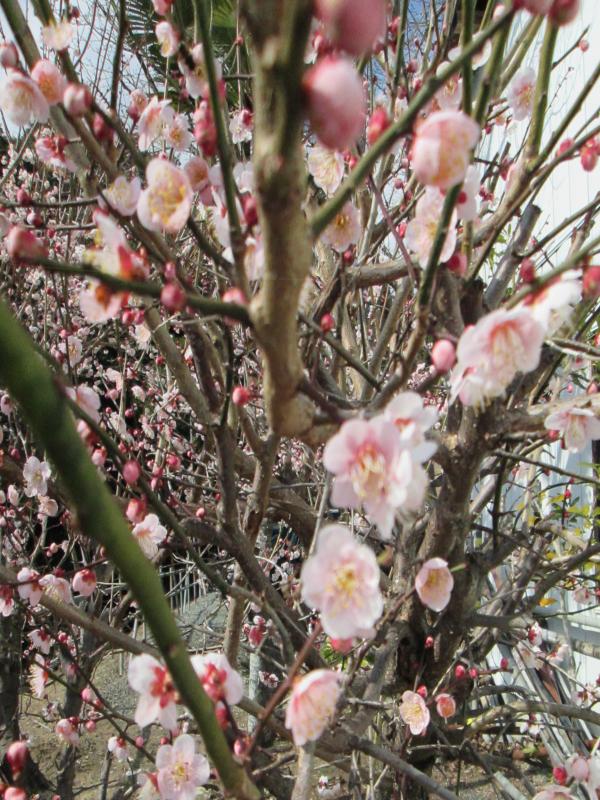 『ユニットプチ菜園　１４』