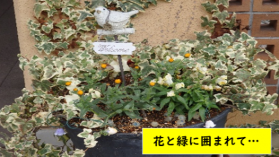 松籟荘ガーデニング 2026 春 玄関前広場