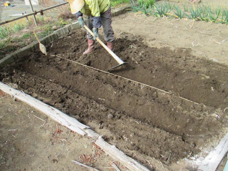 西町プチユニット菜園 15