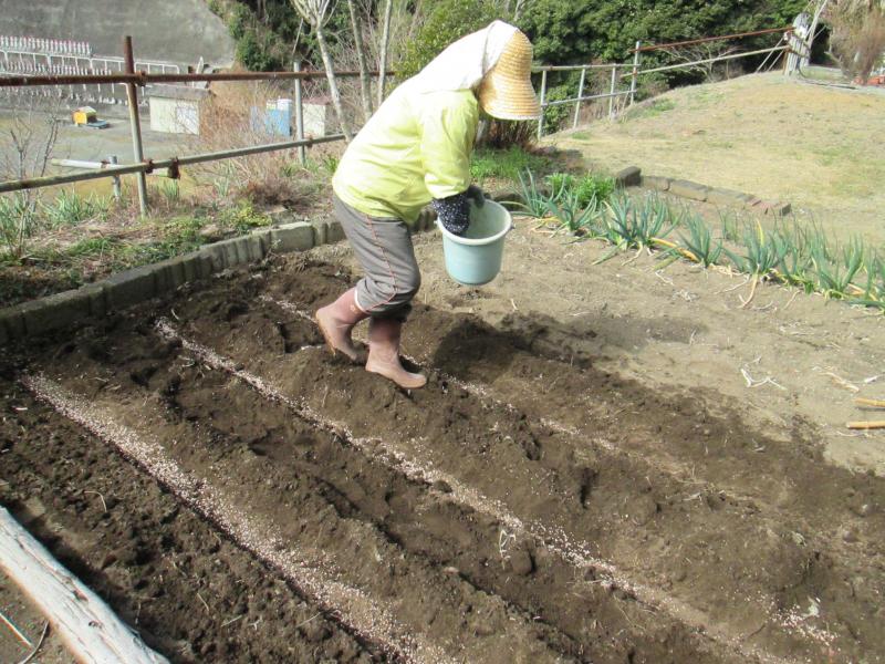 西町プチユニット菜園 15
