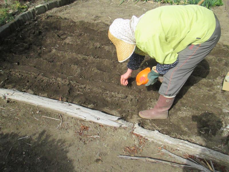 西町プチユニット菜園 15