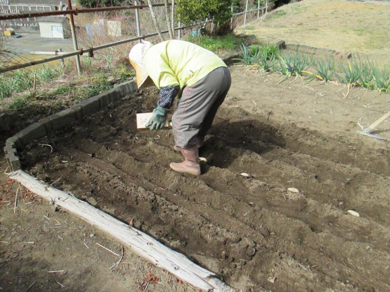 西町プチユニット菜園 15