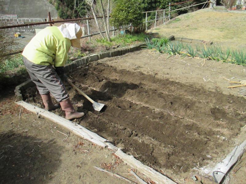 西町プチユニット菜園 15