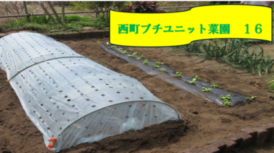 西町プチユニット菜園　１６