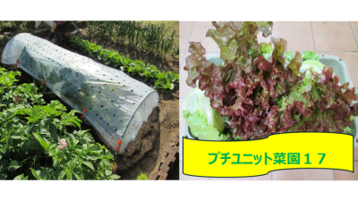 プチユニット菜園１７