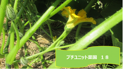 プチユニット菜園 18