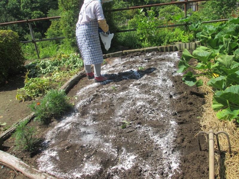 プチユニット菜園 18