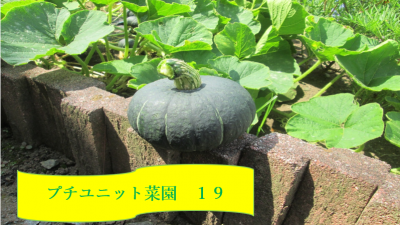 プチユニット菜園19